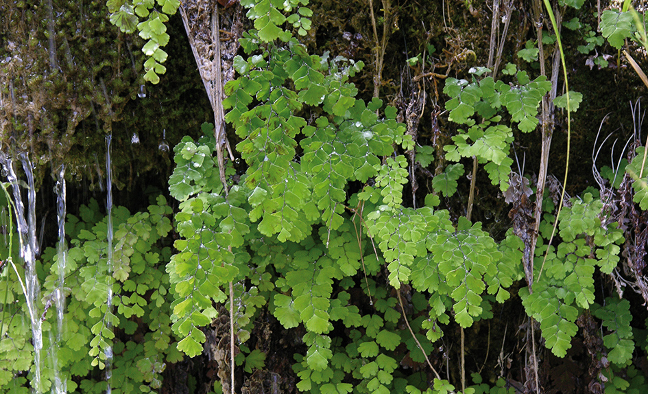 Adiantum capillus-veneris