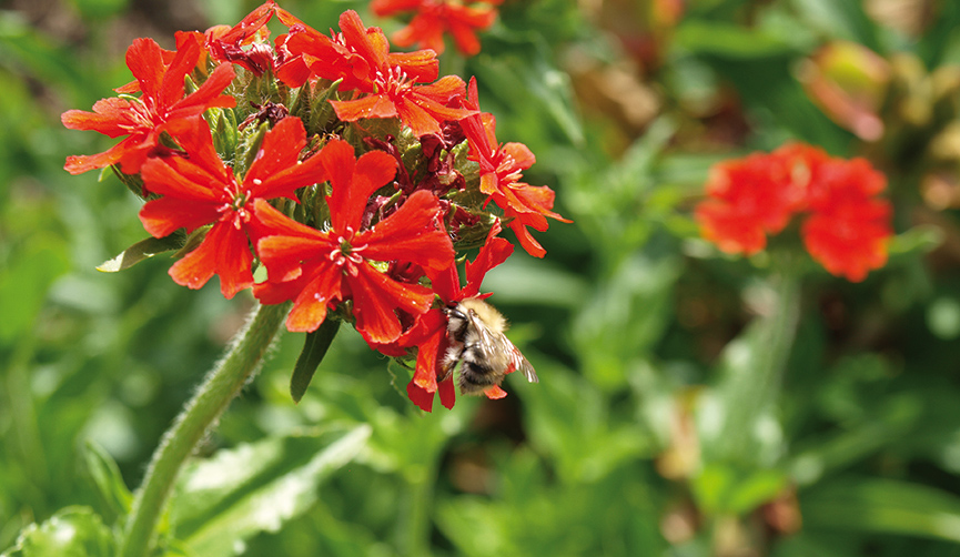 Lychnis chalcedonica