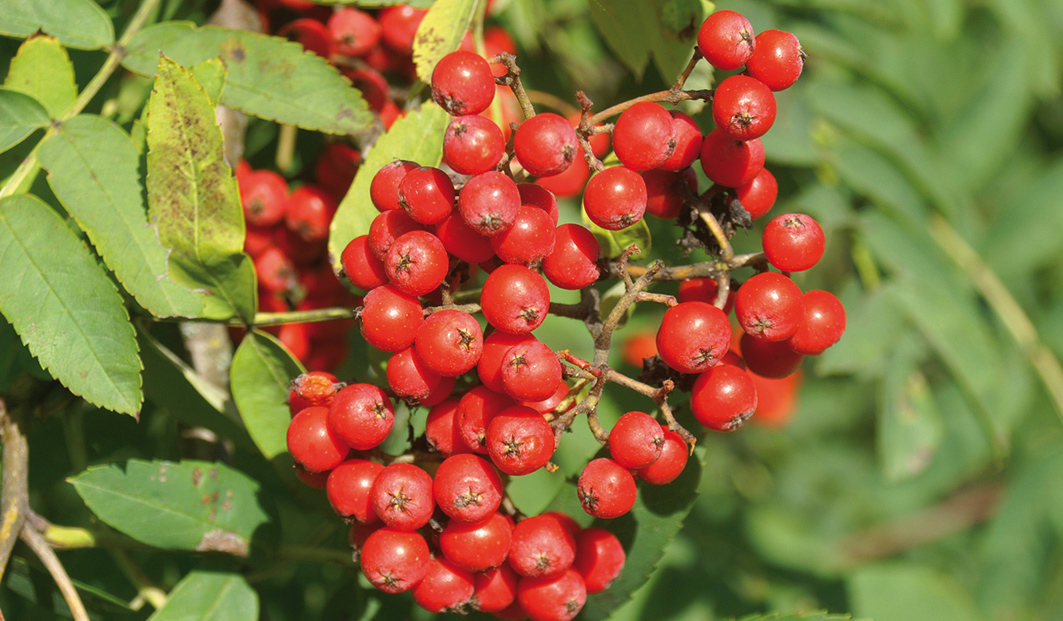 Sorbus aucuparia