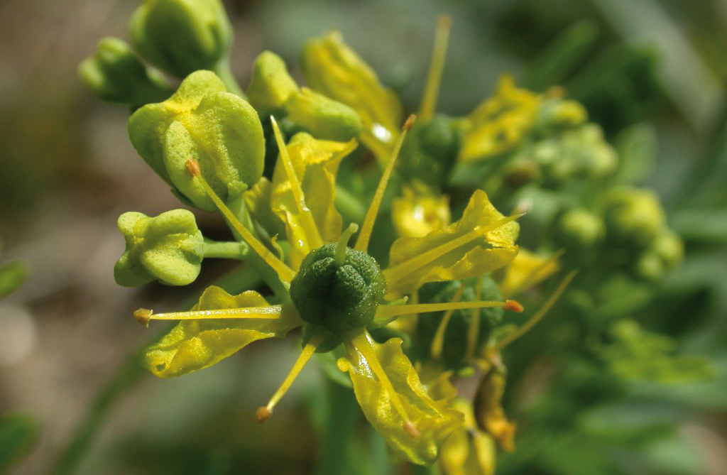 Ruta graveolens