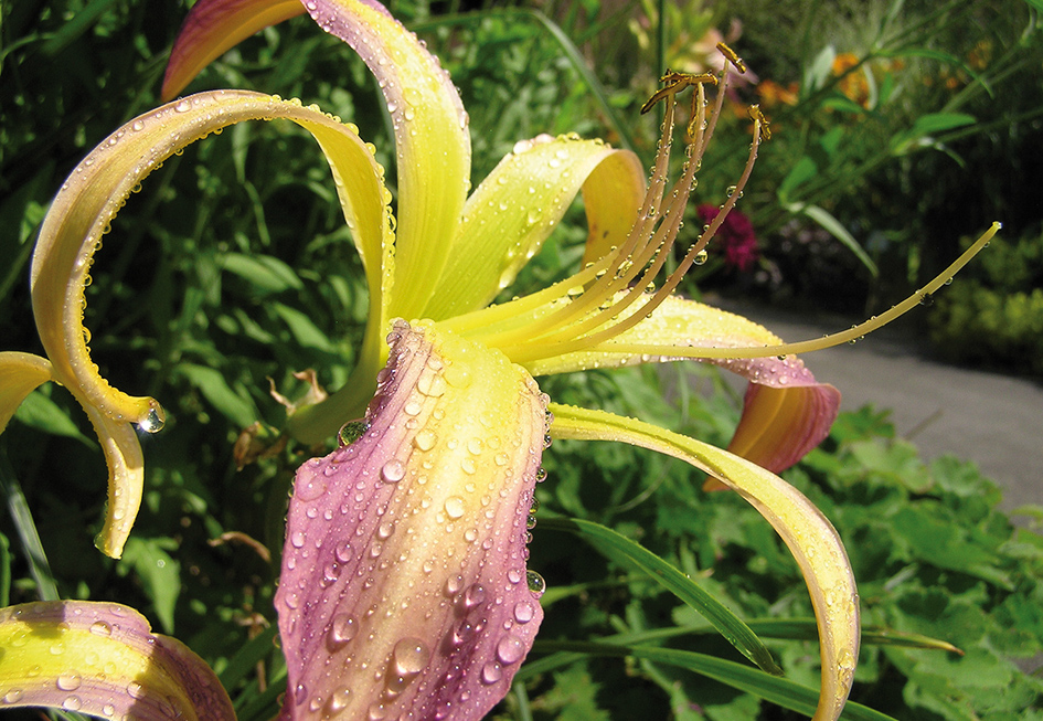 Hemerocallis 'String Bikini'