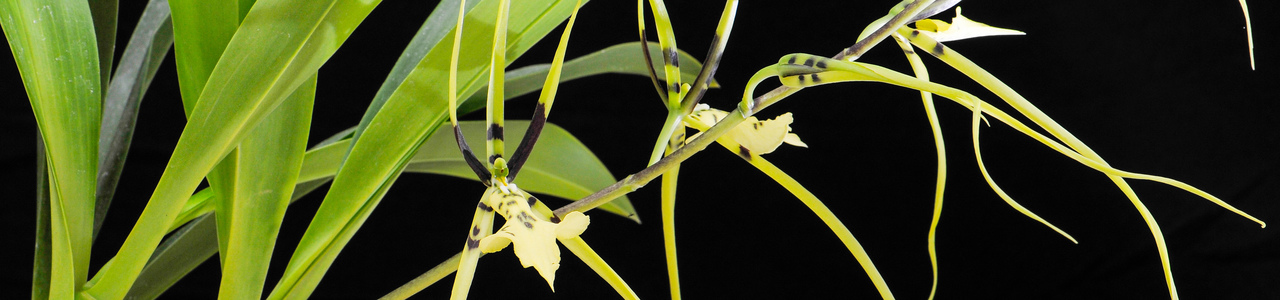 Schwarz-grün getigerte blühende Orchideenart.