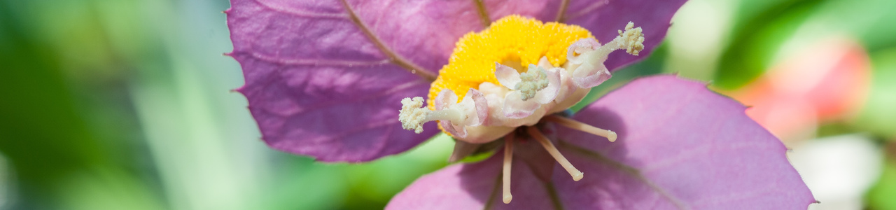 Auffällige lila Hochblätter der Perlenpflanze, die sich gegenüber stehen. Eher kleine Blüten im Zentrum.