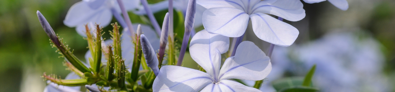 Hellblaue Blüten und Knopsen der Kap-Bleiwurz. Blütenblätter mit lila Mittelstreifen.