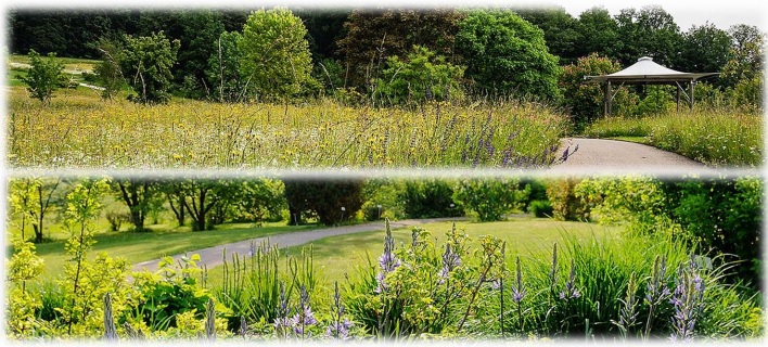 Collage Freiland 2 Bilder aus dem Freiland mit Blumenwiese und Rosarium als Collage