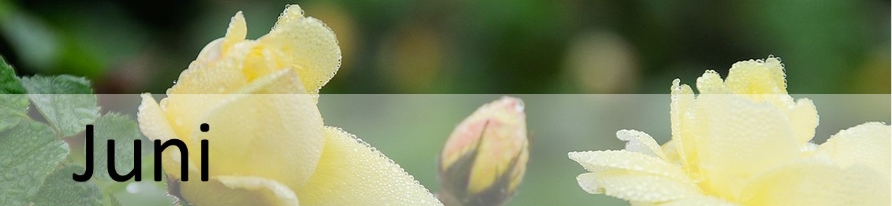 Rosenblüten mit Beschriftung des Monats Juni