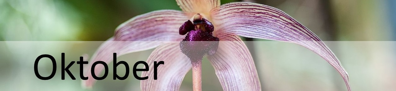 Orchideenart mit Beschriftung des Monats Oktober
