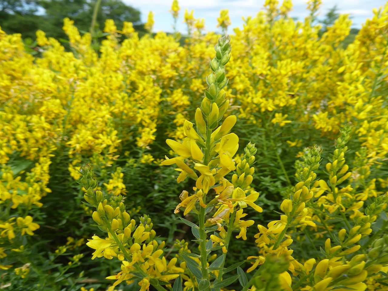 Blühende gelbe Blüten des Färberginsters. 