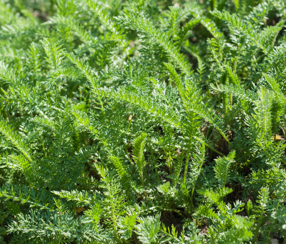 Schafgarbe - Achillea millefolium Schafgarbe - Achillea millefolium