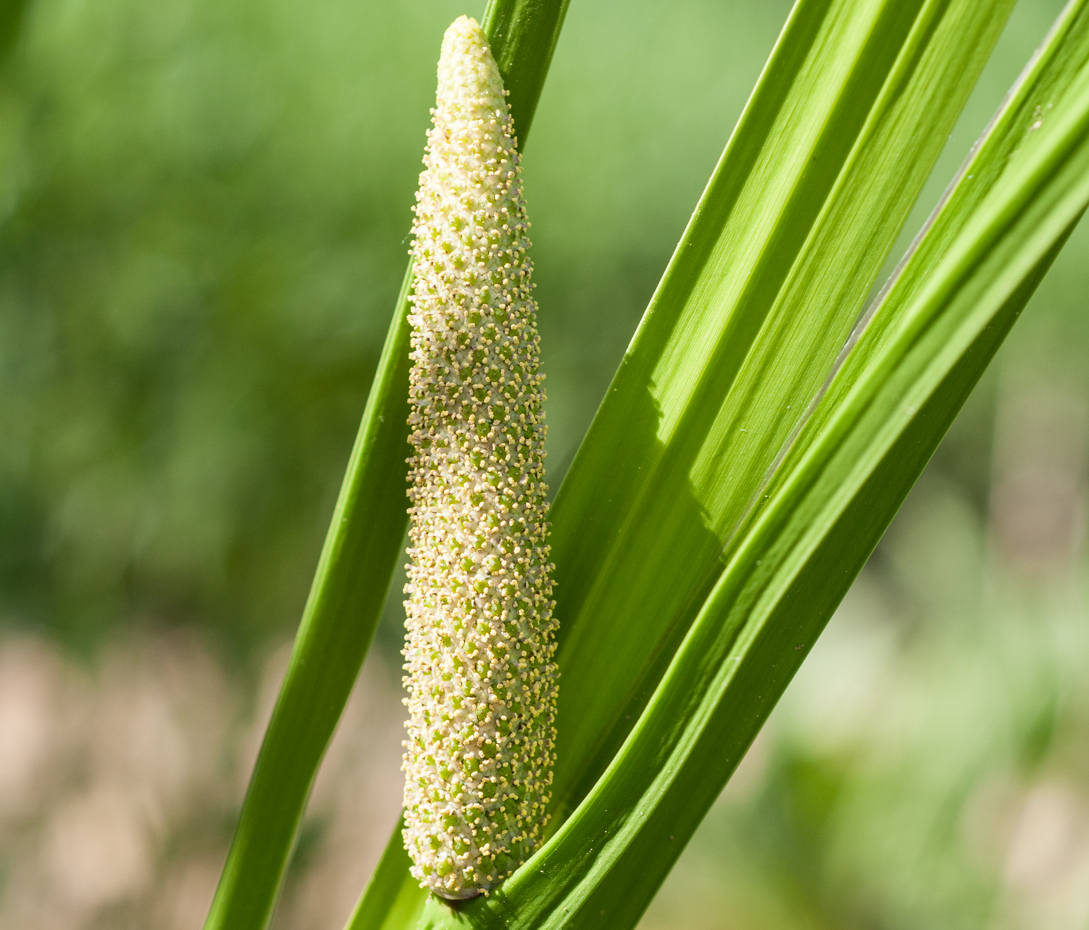 Kalmus - Acorus calamus