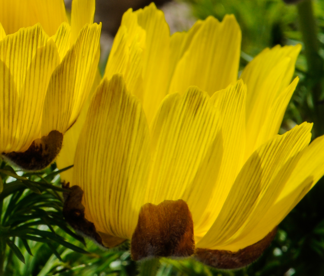 Frühlings-Adonisröschen - Adonis vernalis