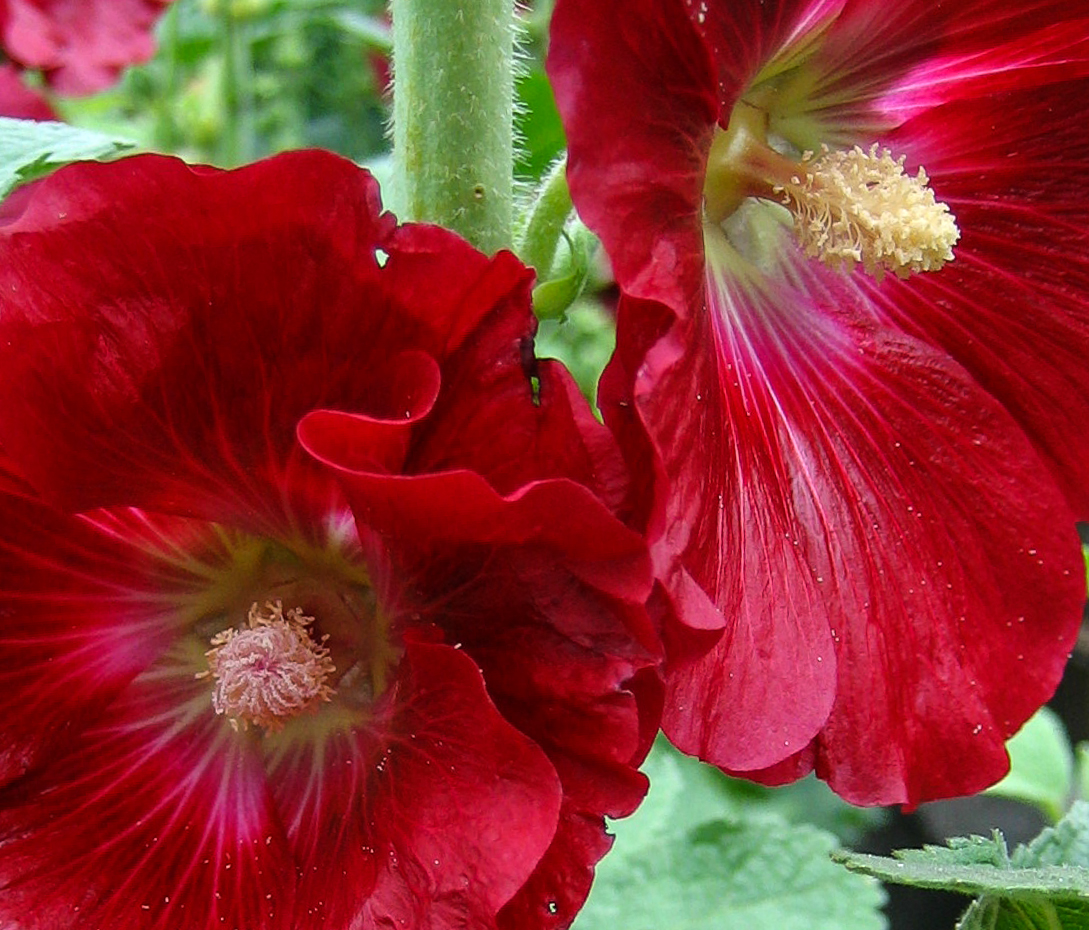 Stockrose - Alcea rosea