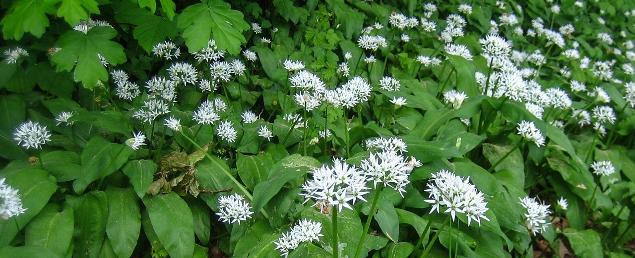 Bärlauch - Allium ursinum Bärlauch - Allium ursinum