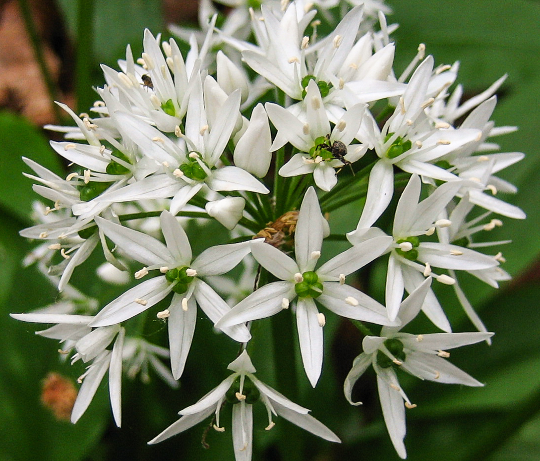 Allium ursinum - Bärlauch