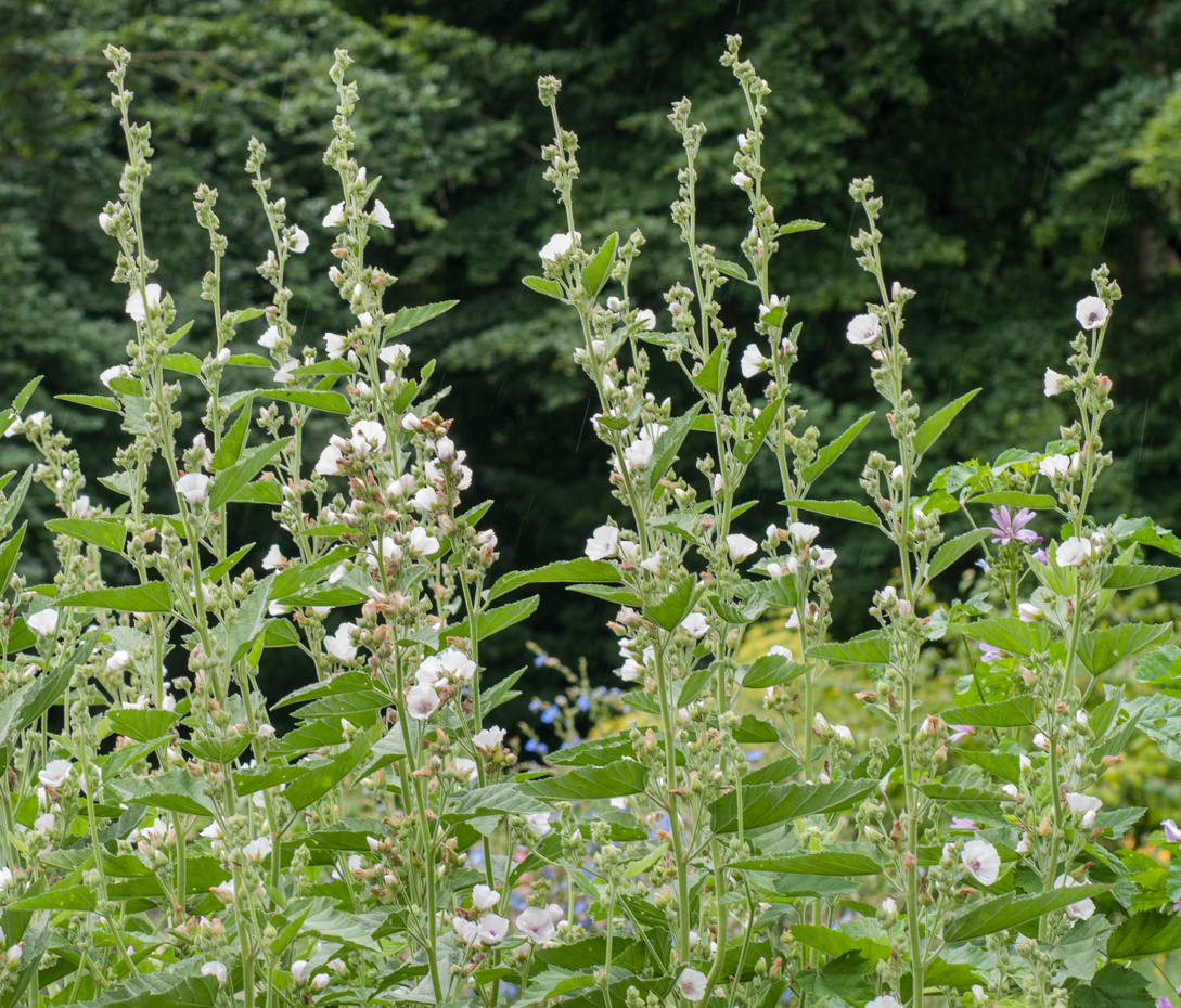 Eibisch - Althaea officinalis