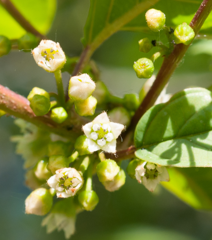 Faulbaum - Frangula alnus