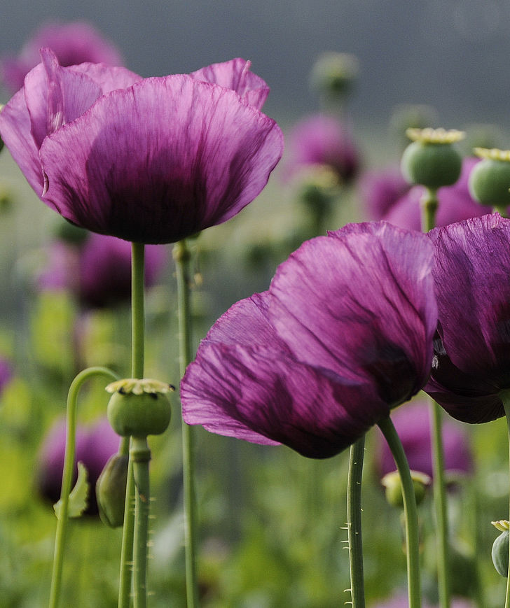 Schlafmohn (Papaver somniferum)