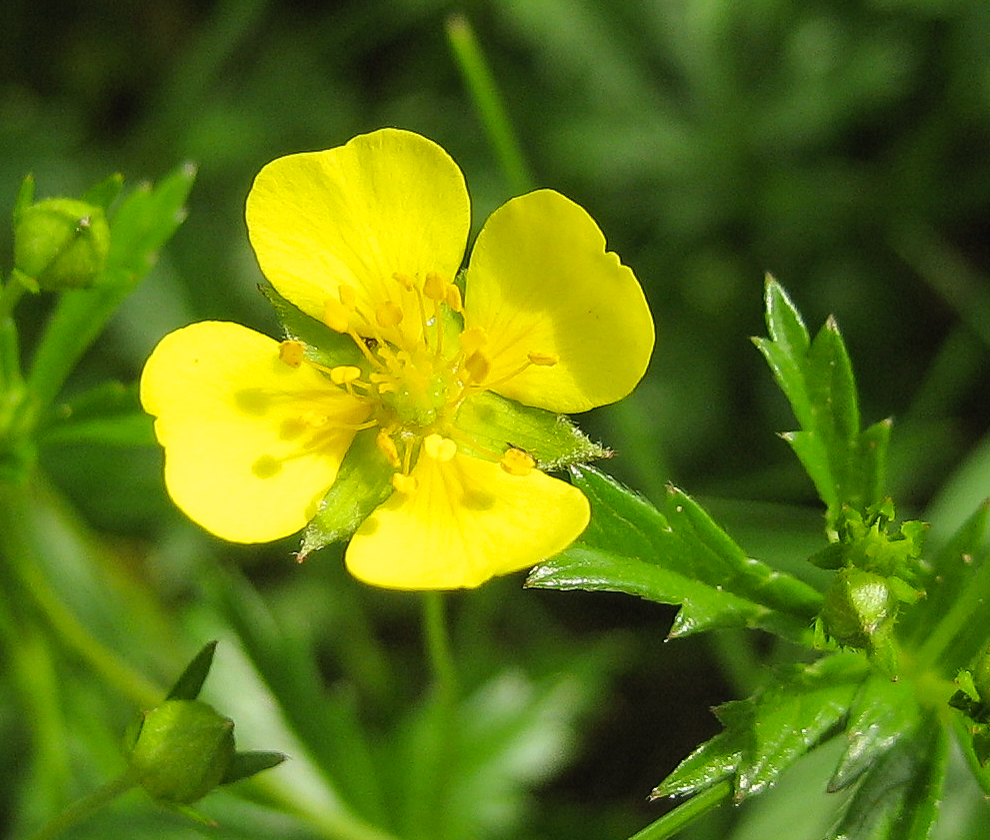 Blutwurz (Potentilla erecta) Blutwurz (Potentilla erecta)