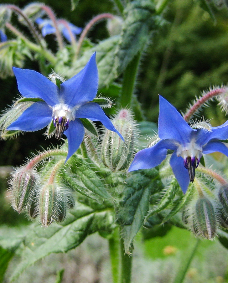 Borretsch - Borago officinalis Borretsch - Borago officinalis