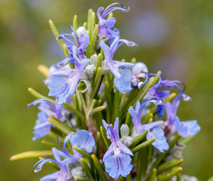 Rosmarin (Rosmarinus officinalis)