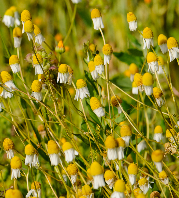 Echte Kamille (Matricaria chamomilla)