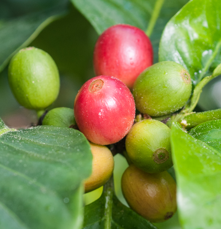 Kaffeestrauch - Coffea arabica Kaffeestrauch - Coffea arabica