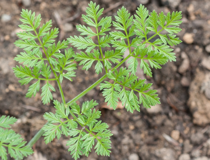 Schierling - Conium maculatum