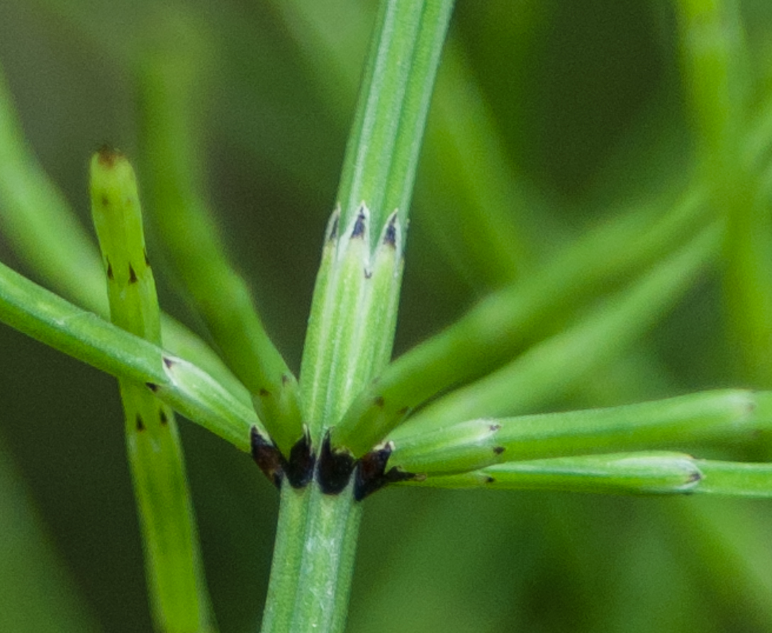 Sumpf-Schachtelhalm - Equisetum palustre