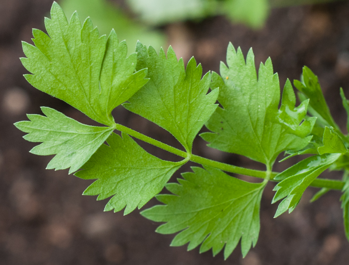 Anis - Pimpinella anisum