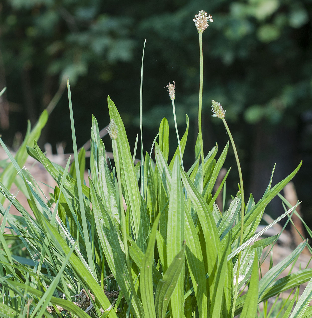 Spitzwegerich - Plantago lanceolata