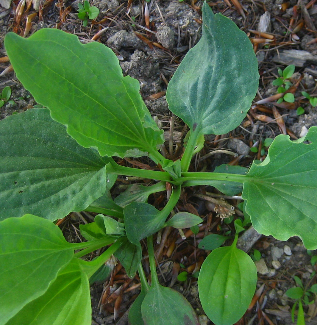 Breitwegerich - Plantago major