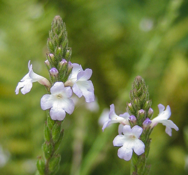 Eisenkraut (Verbena officinalis)