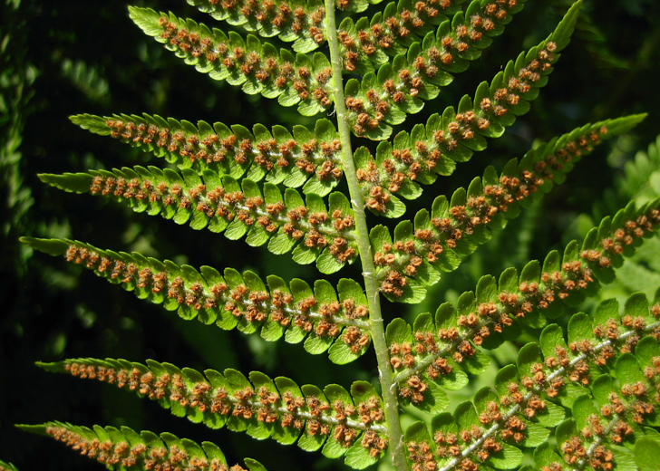 Wurmfarn (Dryopteris filix-mas)