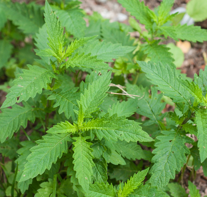 Wolfstrapp - Lycopus europaeus