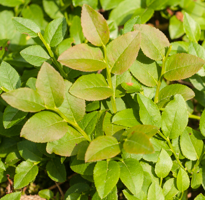 Heidelbeerblätter - Vaccinium myrtillus
