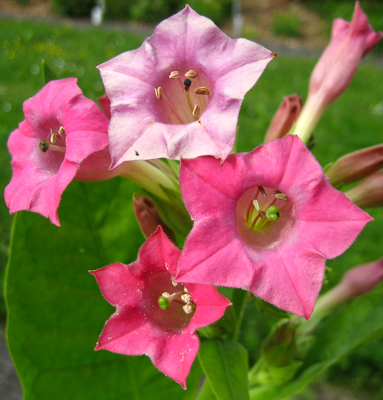 Tabak - Nicotiana tabacum