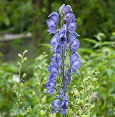 Eisenhut - Aconitum napellus