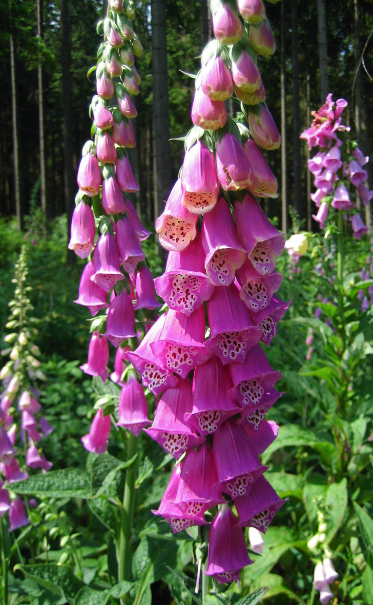 Roter Fingerhut - Digitalis purpurea Roter Fingerhut - Digitalis purpurea