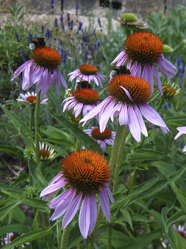 Purpur-Sonnenhut (Echinacea purpurea)