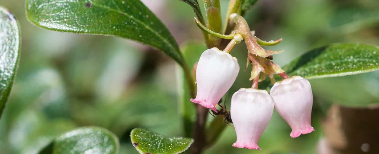 Bärentraube - Arctostaphylos uva-ursi Bärentraube - Arctostaphylos uva-ursi