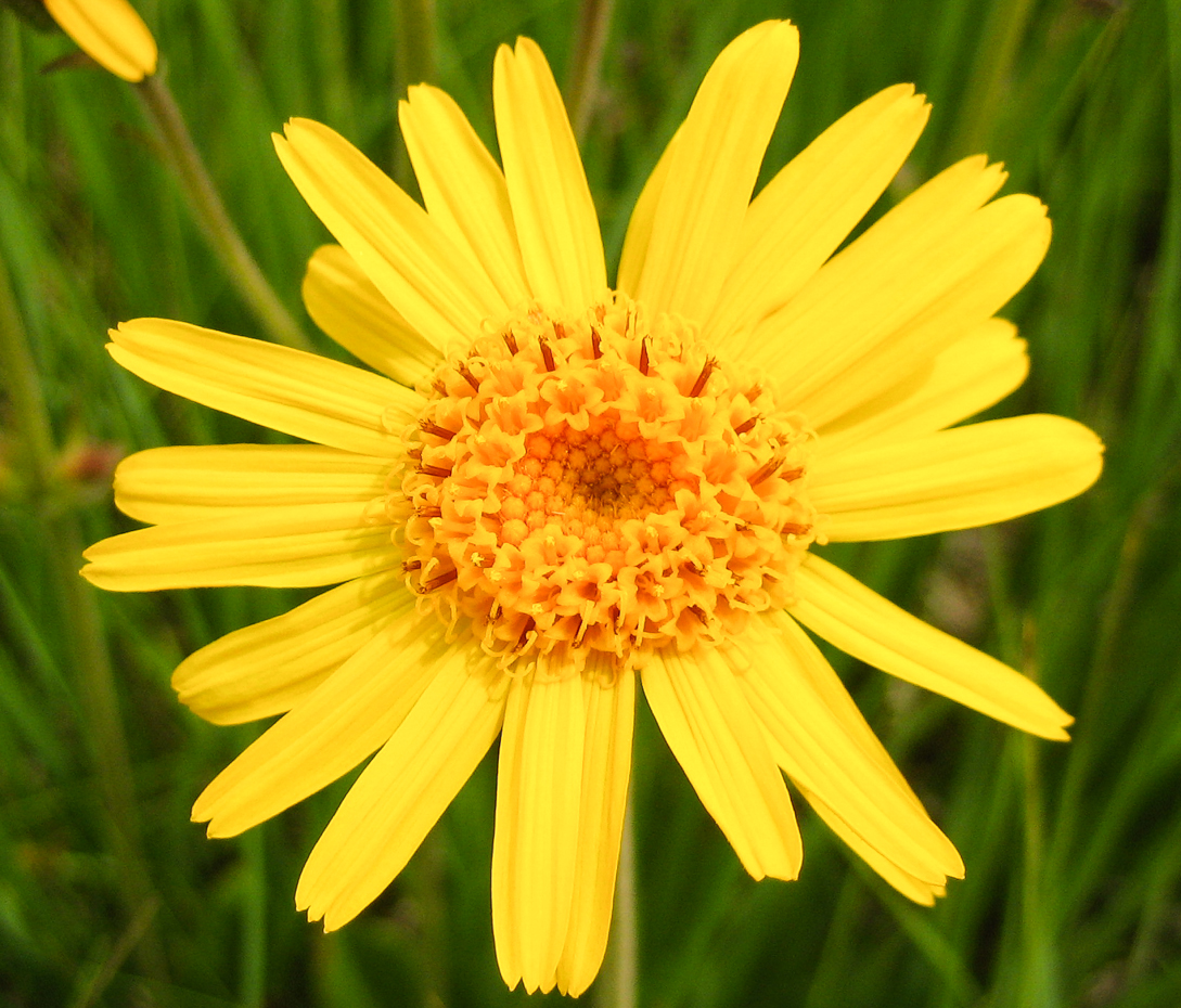 Echte Arnika - Arnica montana