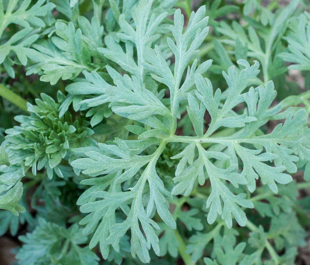 Wermut - Artemisia absinthium