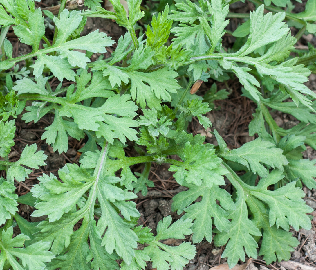 Beifuß - Artemisia vulgaris