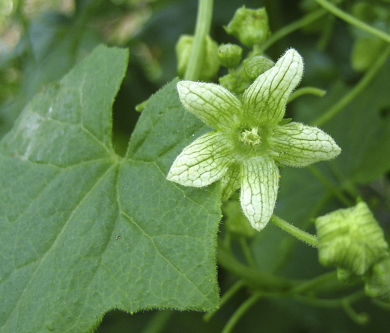 Zaunrübe - Bryonia dioica