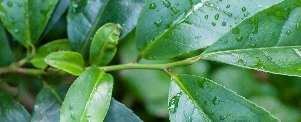 Teestrauch - Camellia sinensis Teestrauch - Camellia sinensis