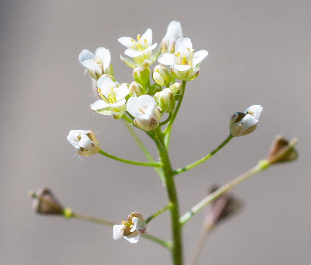 Hirtentäschel - Capsella bursa-pastoris