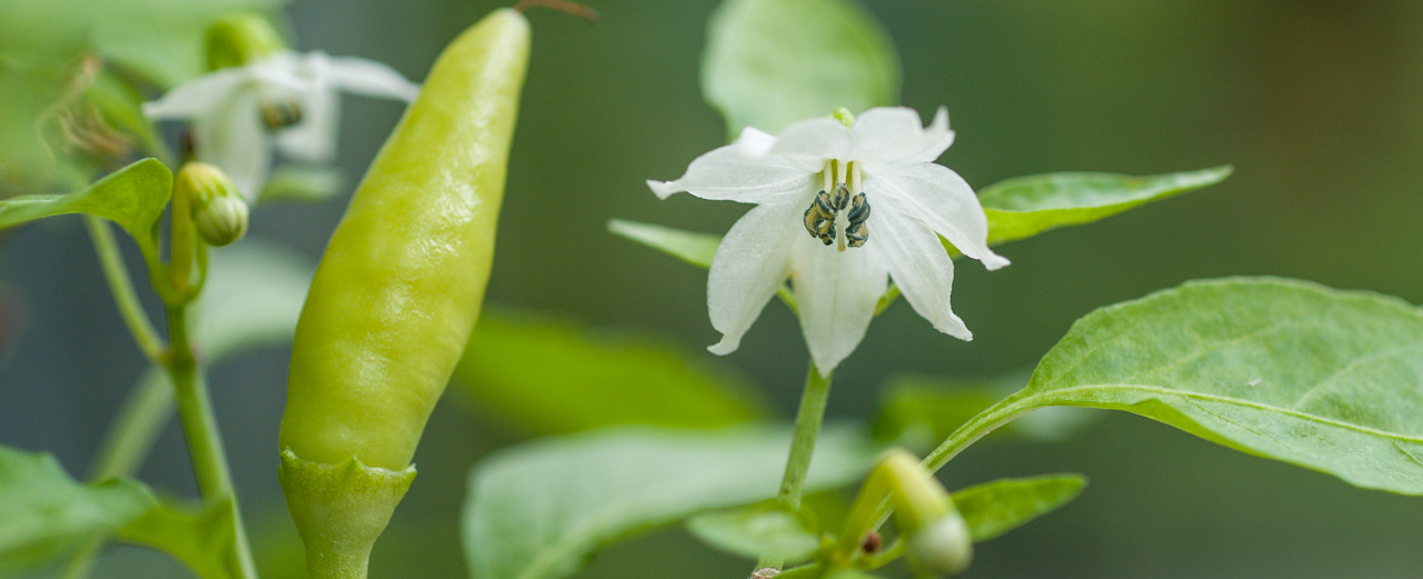 Cayennepfeffer - Capsicum frutescens