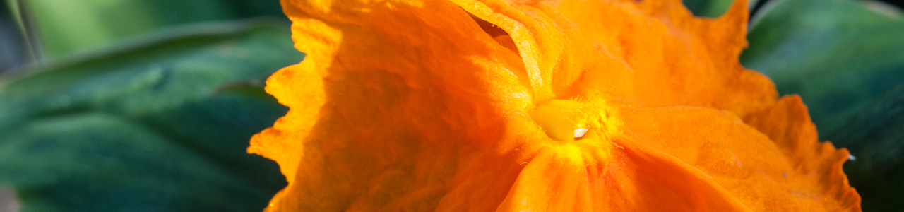 Knallig orangefarbene Blüte von Chamaecostus cuspidatus