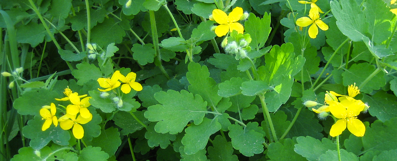 Schöllkraut - Chelidonium majus