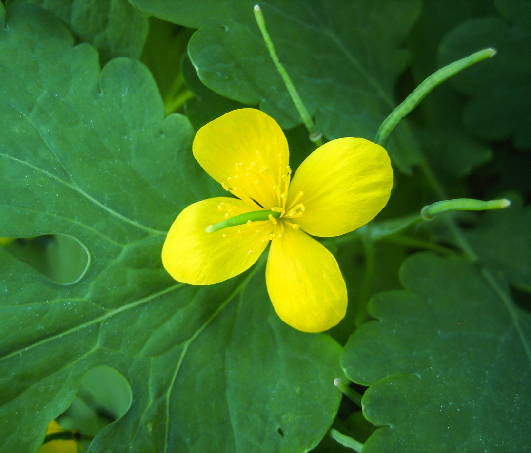 Schöllkraut - Chelidonium majus